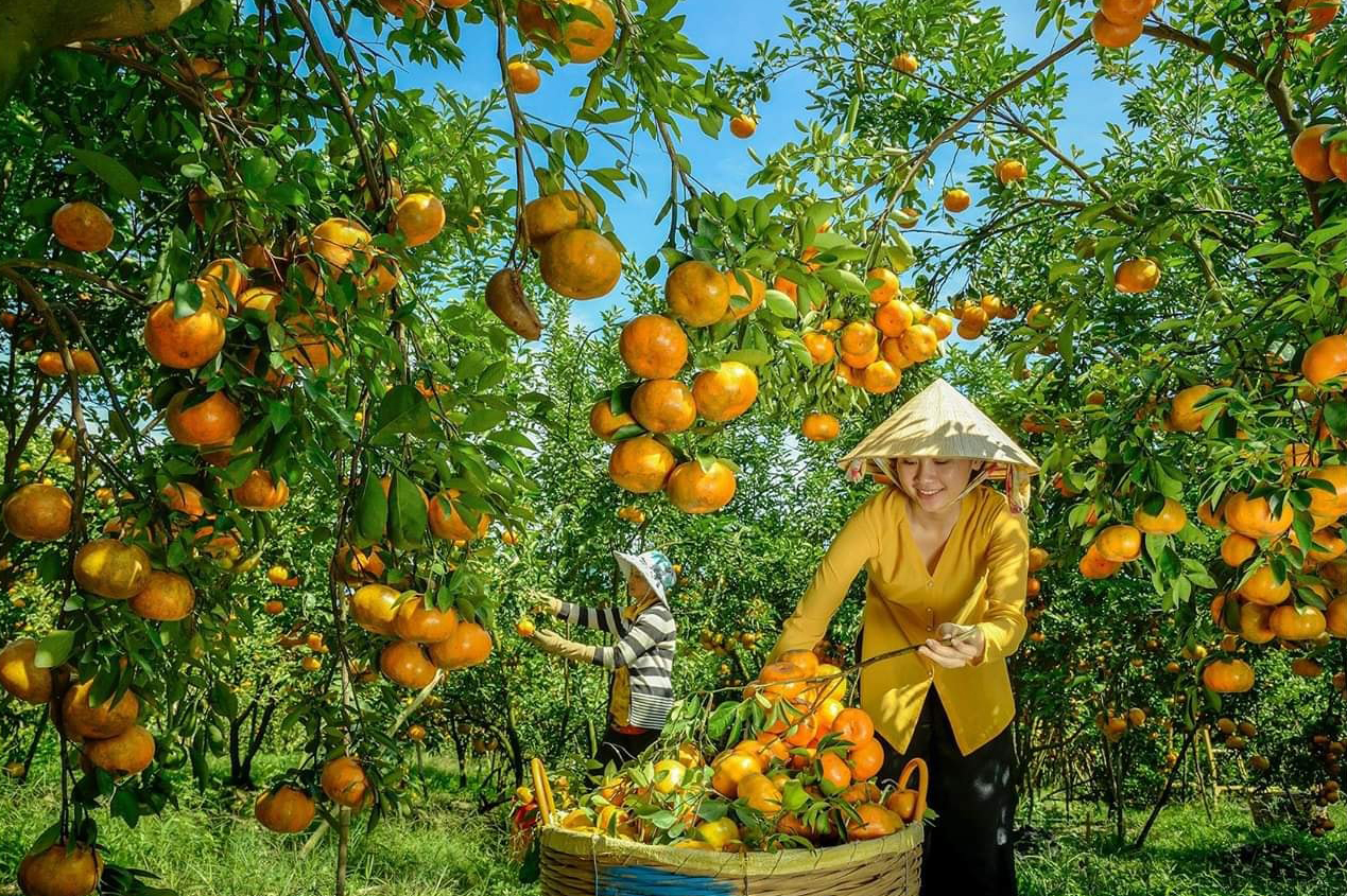 Vườn Quyt Lai Vung